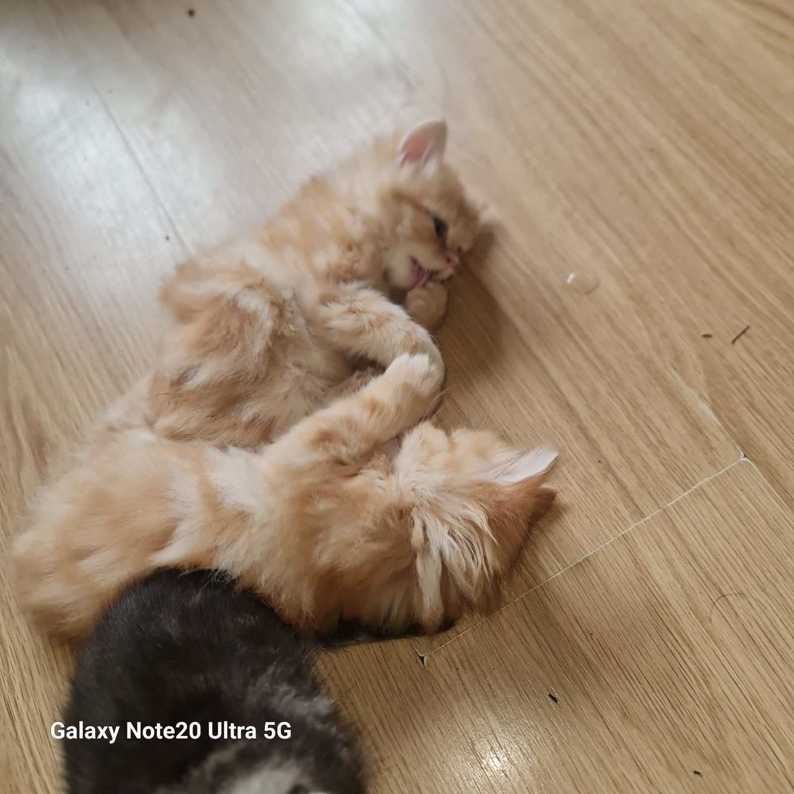 Lieve kittens zoeken een warm en liefdevol thuis! ️, Dieren en Toebehoren, Meerdere dieren