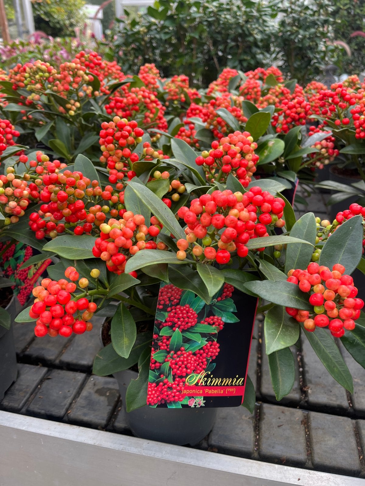 Skimmia japonica 'Pabella' - Winterharde Sierplant