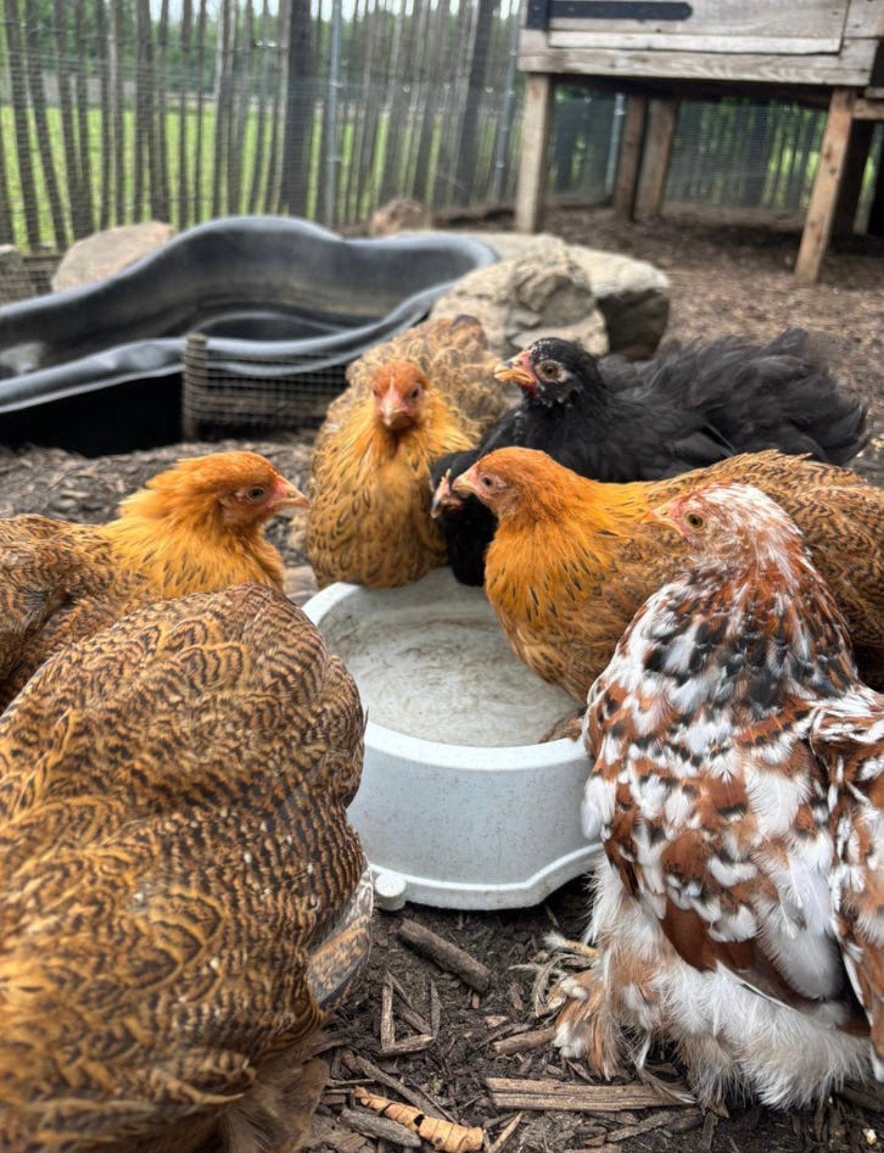 Lieve cochin hennen, Dieren en Toebehoren, Vrouwelijk, Kip