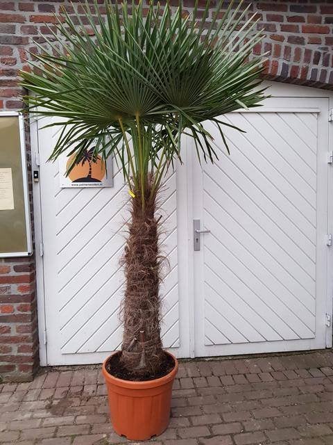 WINTERHARDE TRACHYCARPUS FORTUNEI EN WAGNERIANUS PALMBOMEN, In pot, Halfschaduw, Ophalen of Verzenden, 100 tot 250 cm