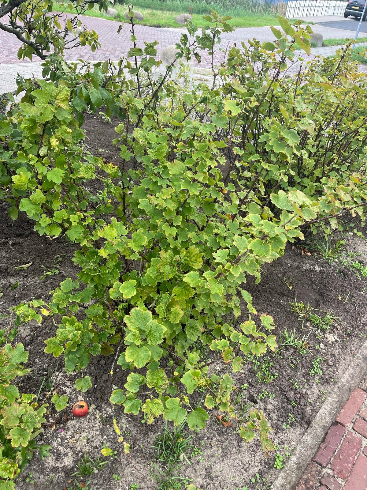 4 Aalbessen 10 euro per stuk - Rode bes (Ribes rubrum), Ophalen, Volle zon, Vaste plant, Zomer