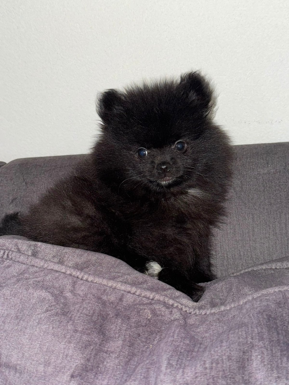 Prachtige pomeriaan reu puppy, Parvo, Keeshond, Reu, 8 tot 15 weken