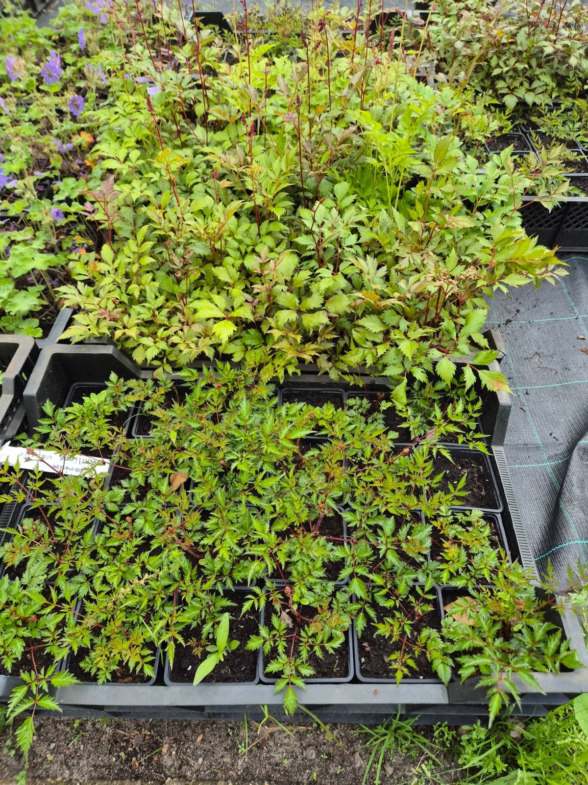 Diverse Astilbe soorten P9, Tuin en Terras, Overige soorten, Vaste plant, Ophalen of Verzenden, Halfschaduw