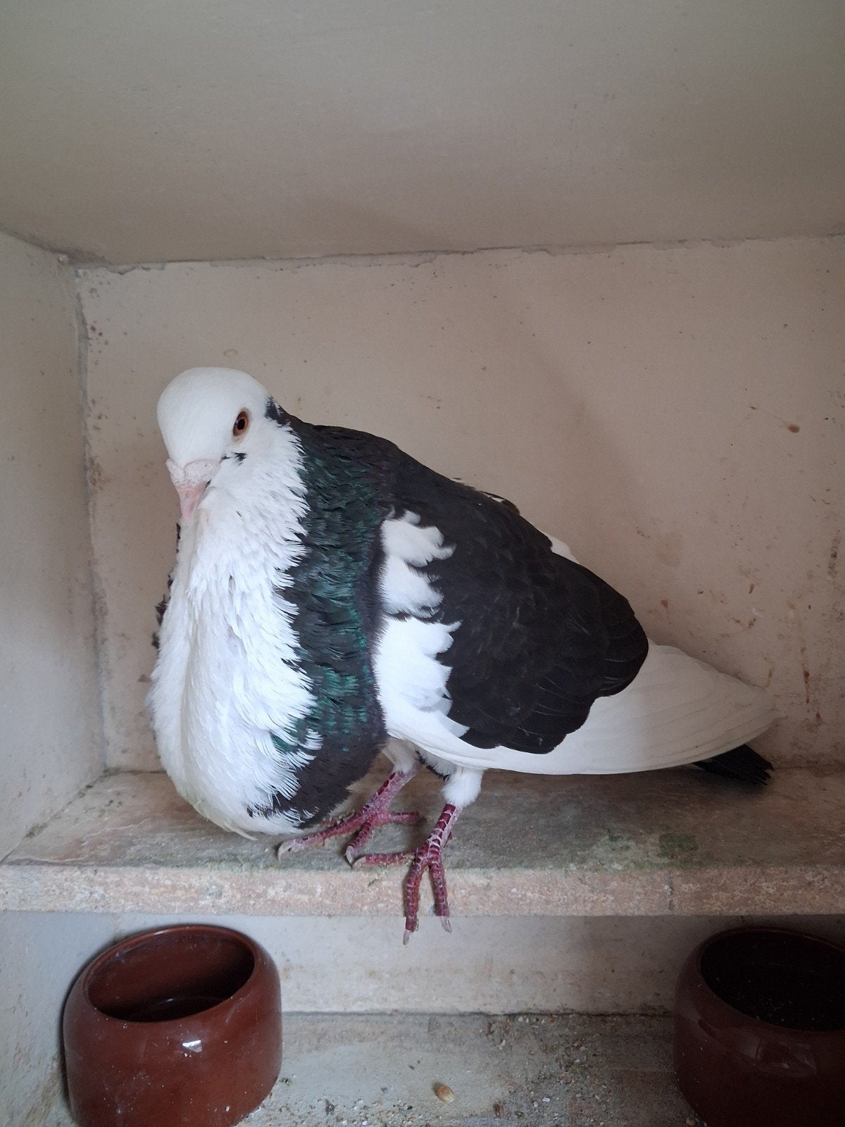 Zware bastaard doffer, Dieren en Toebehoren, Vogels | Duiven, Mannelijk, Kropper
