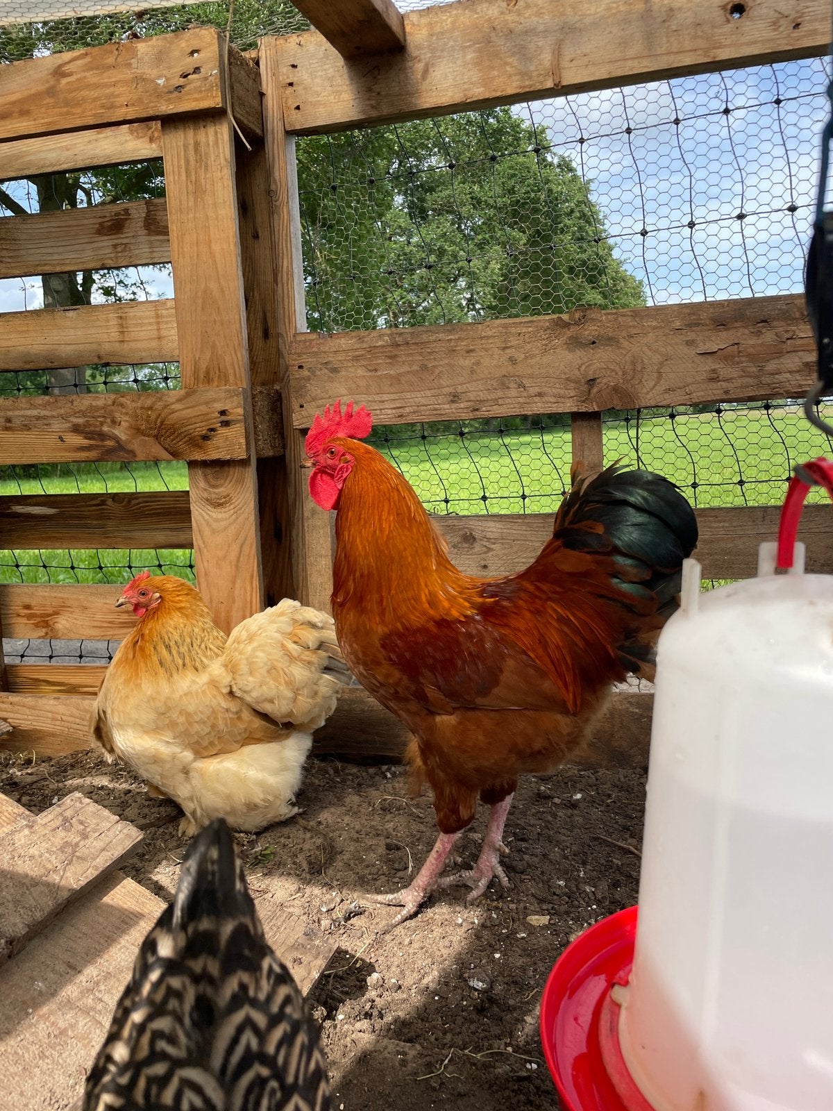 Leuke New Hampshire haan (gratis), Dieren en Toebehoren, Pluimvee, Mannelijk, Kip
