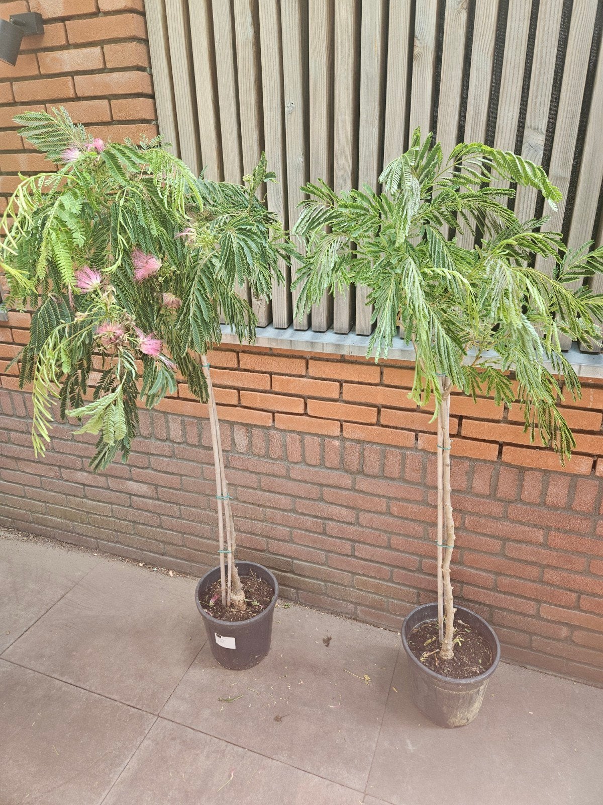 Perzische slaapboom 160cm hoog, Overige soorten, 100 tot 250 cm, Zomer, Ophalen
