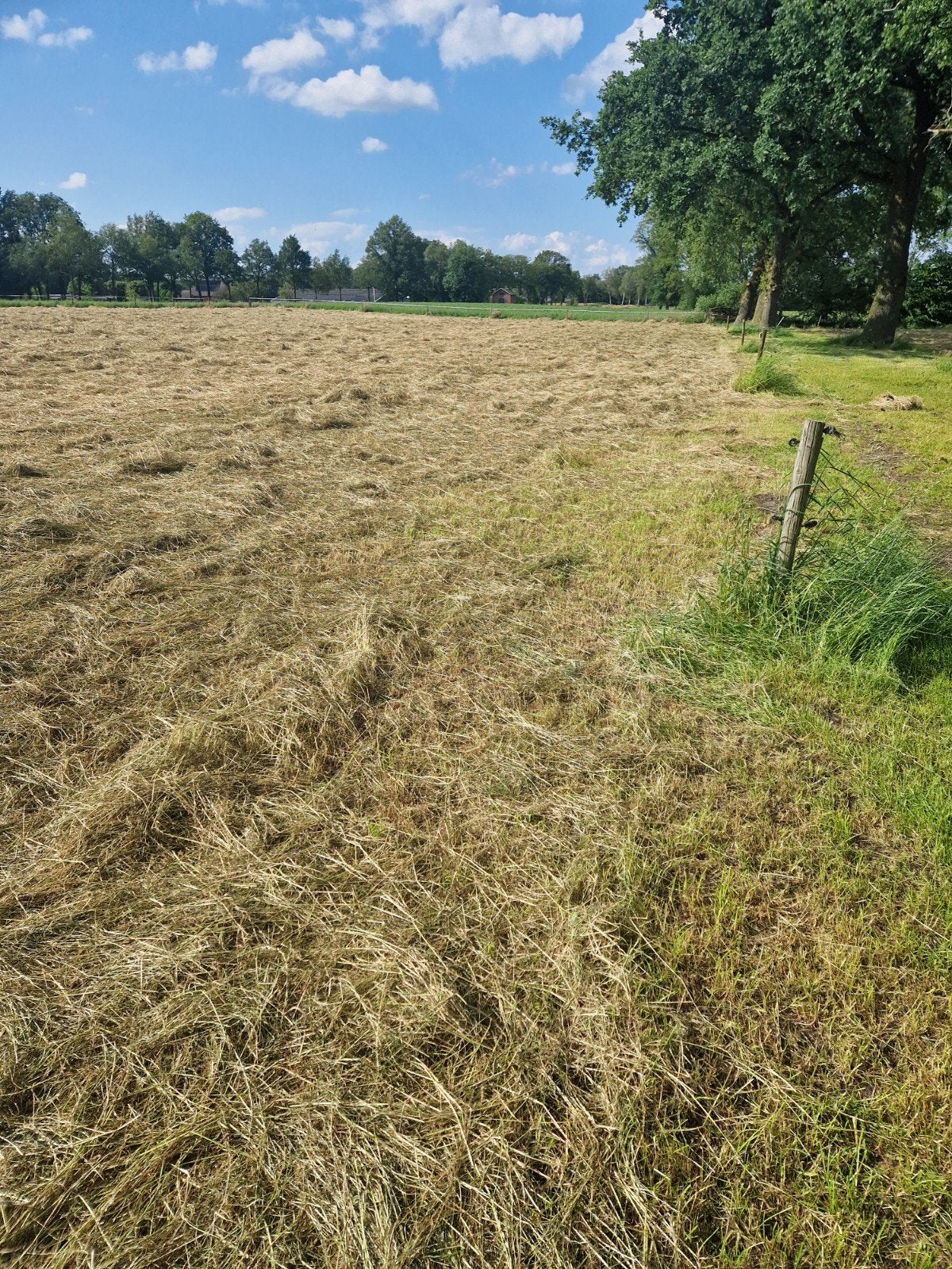 Hooi balen te koop - midibalen, Ophalen of Verzenden