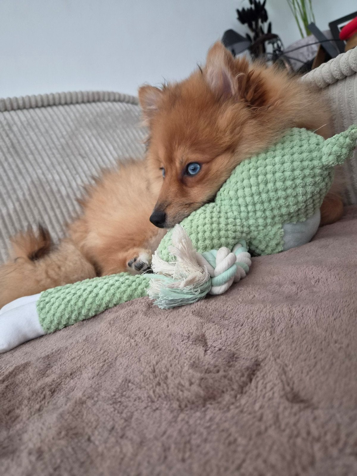 Pomsky pup Choco zoekt een nieuw thuis, Dieren en Toebehoren, Parvo, 15 weken tot 1 jaar, Eén hond, Nederland