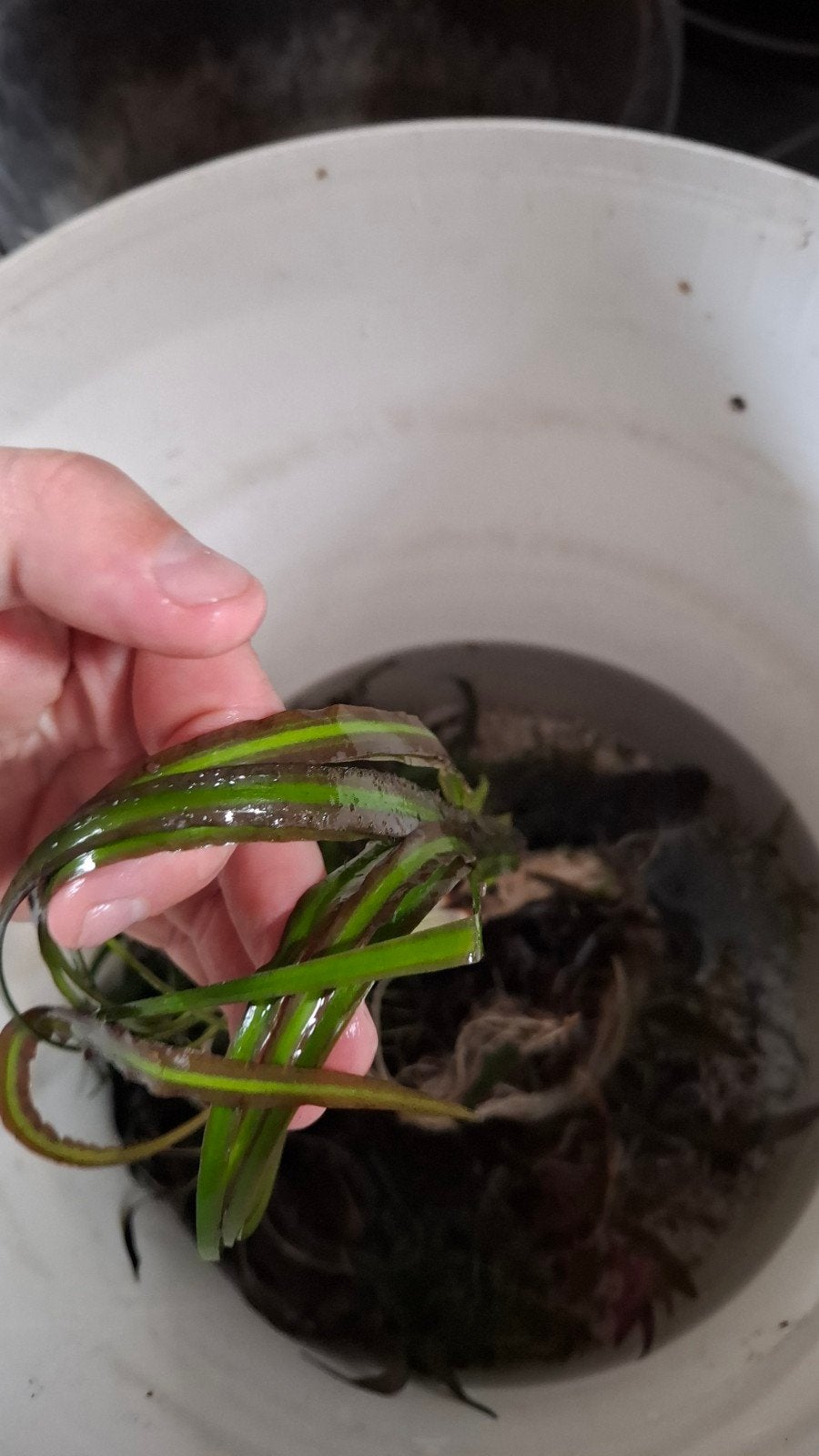 Aquarium planten, Vis