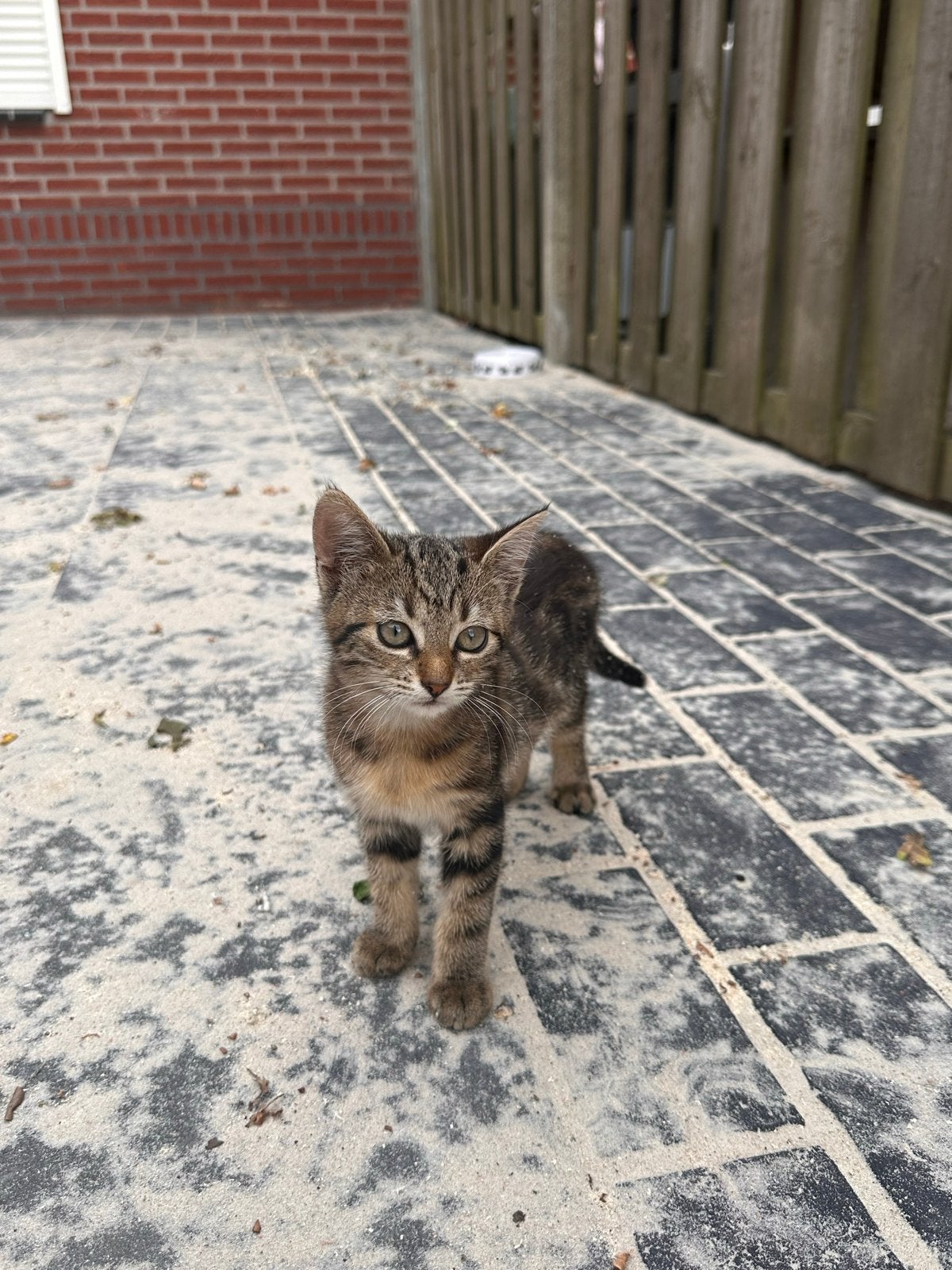 Nog 3 kittens te koop, Dieren en Toebehoren, Poes, Kortharig, 0 tot 2 jaar