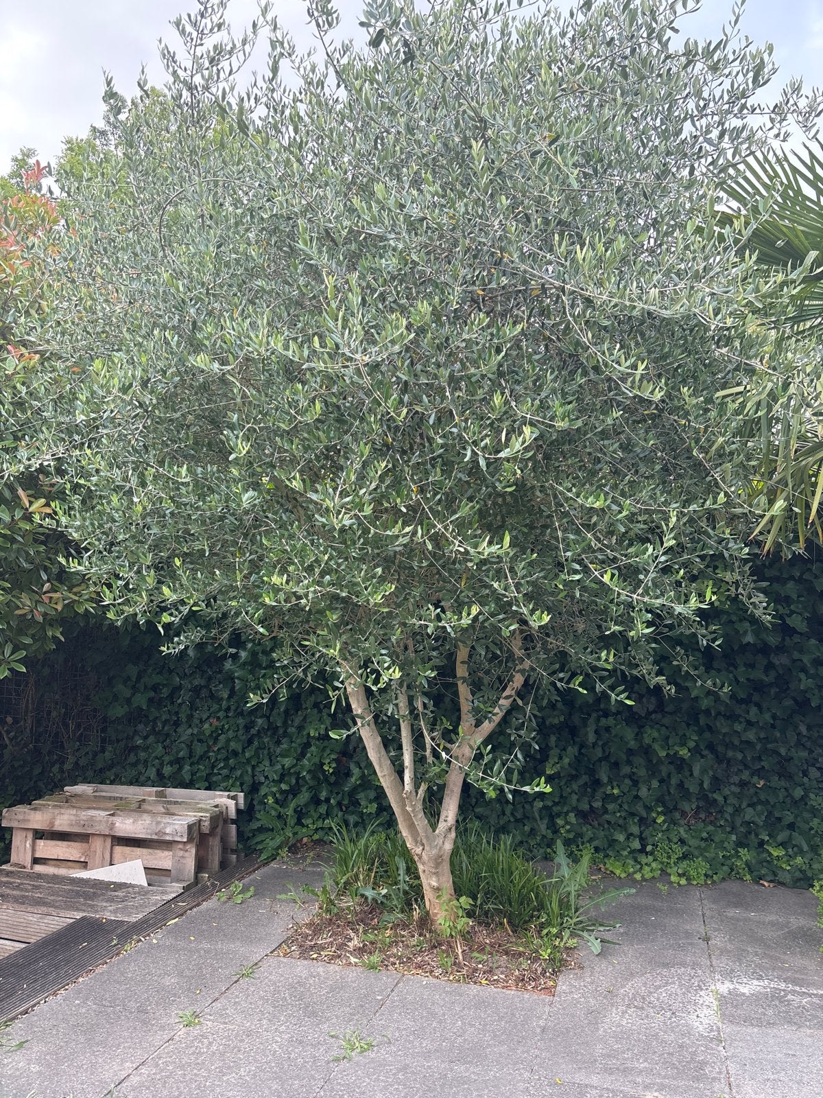 Grote olijfboom - Zelf uitgraven, Tuin en Terras, Planten | Bomen, Lente, Olijfboom, 250 tot 400 cm, Ophalen