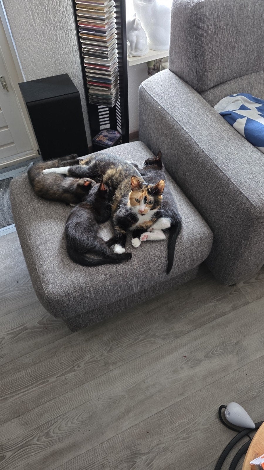 mooie kittens, Ophalen of Verzenden