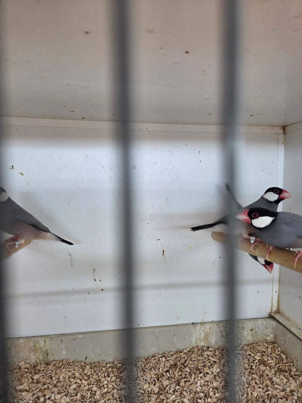 7 rijst vogels, Meerdere dieren