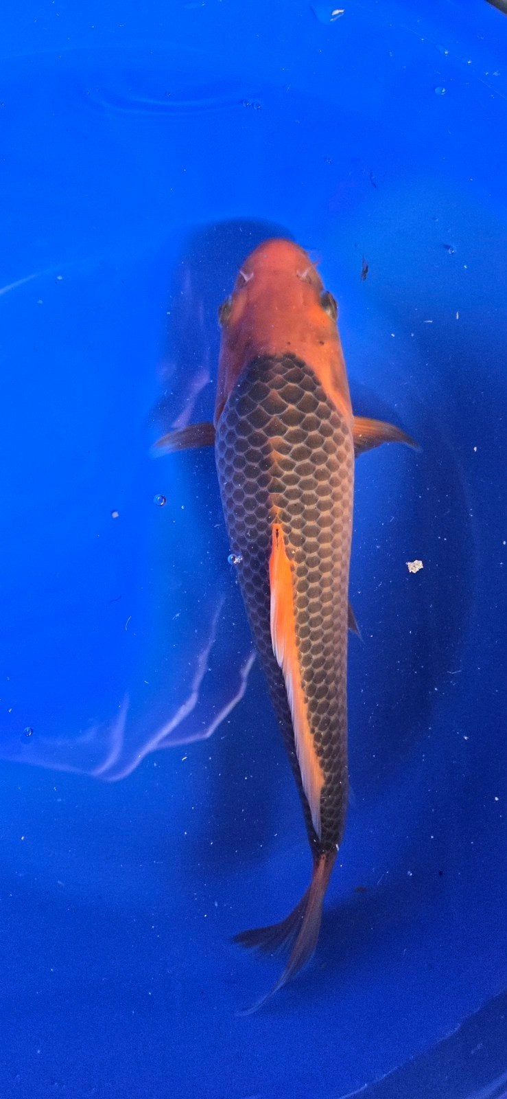 aka matsuba koi tosai, Dieren en Toebehoren