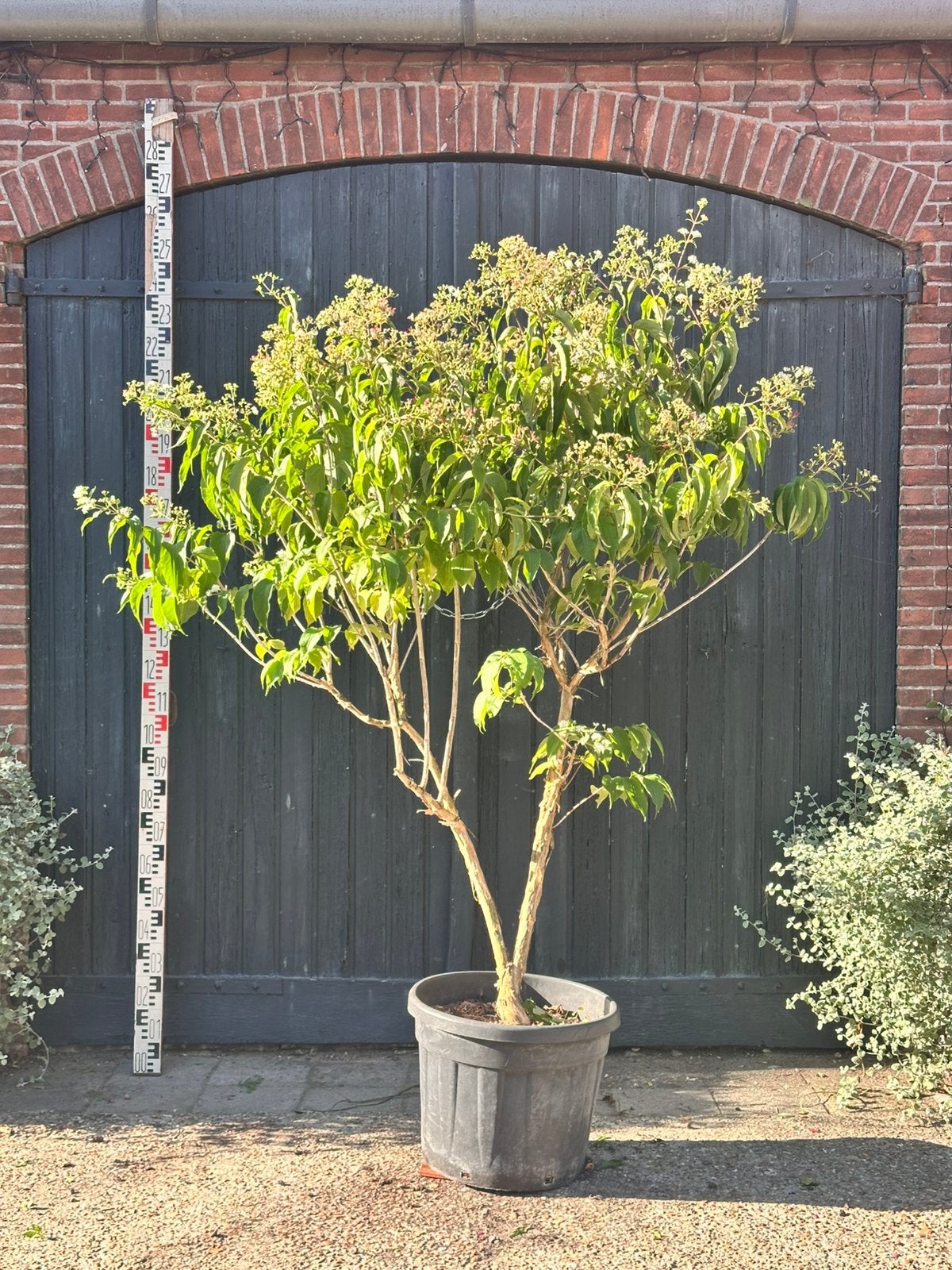 meerstammige Heptacodium miconioides (zevenzonenboom), Ophalen, Zomer, Volle zon, Overige soorten