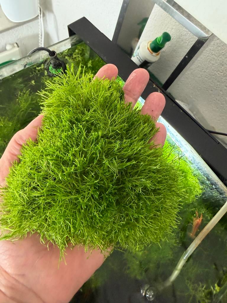 Mooie volle bos watervorkje, Dieren en Toebehoren, Vissen | Aquaria en Toebehoren, Ophalen of Verzenden, Zo goed als nieuw, Plant(en), Steen of Hout
