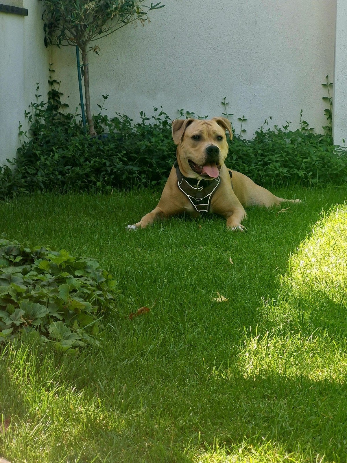 Lieve, speelse Amerikaanse Stafford (Nox) van 10mnd, België, Particulier, 15 weken tot 1 jaar, Reu
