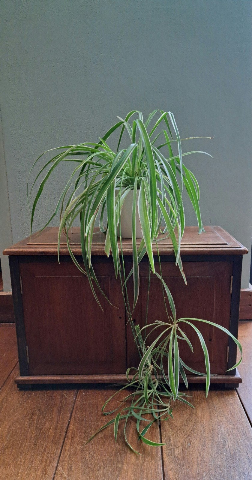 graslelie met kleintjes, Ophalen, Kunststof, Minder dan 50 cm