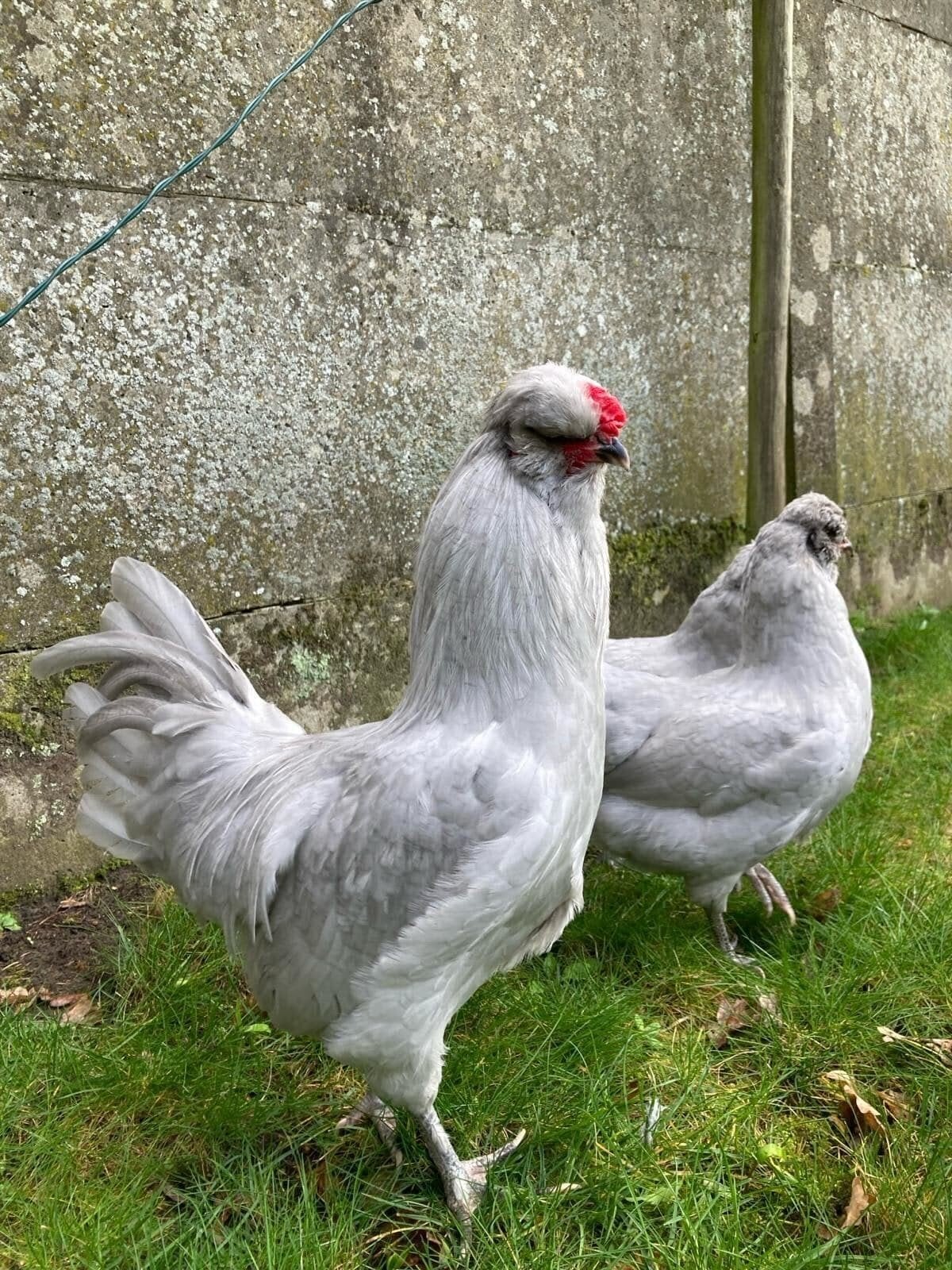 Aurocana lavendel kuikens, Meerdere dieren, Kip