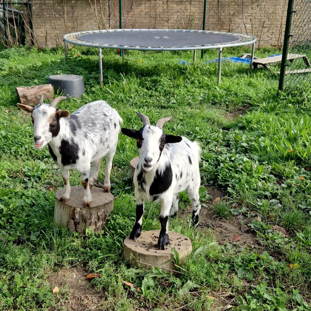 Geiten, Dieren en Toebehoren, Schapen, Geiten en Varkens, Vrouwelijk, Geit