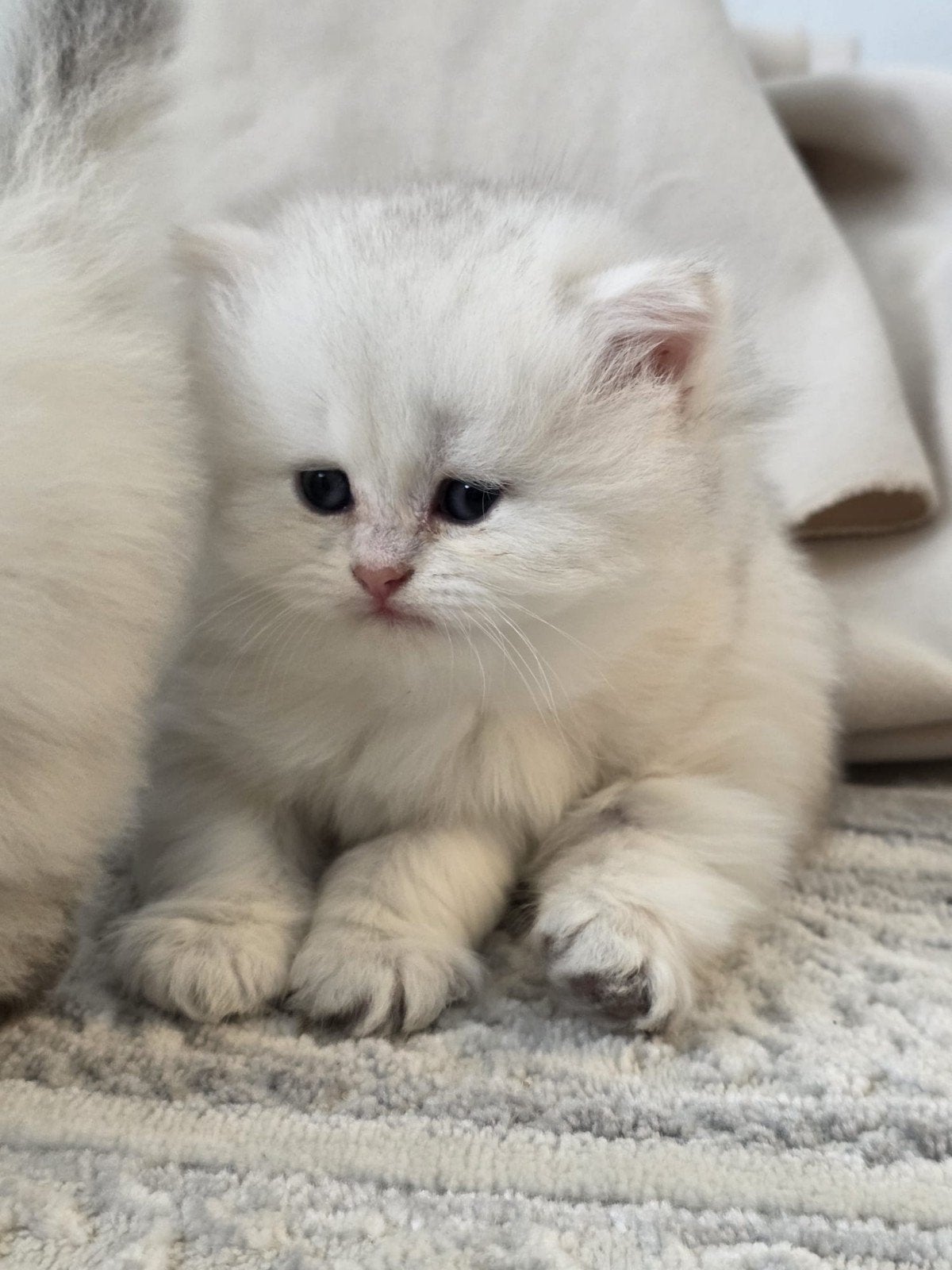Kittens Britse Langehaar, Meerdere dieren, Ontwormd
