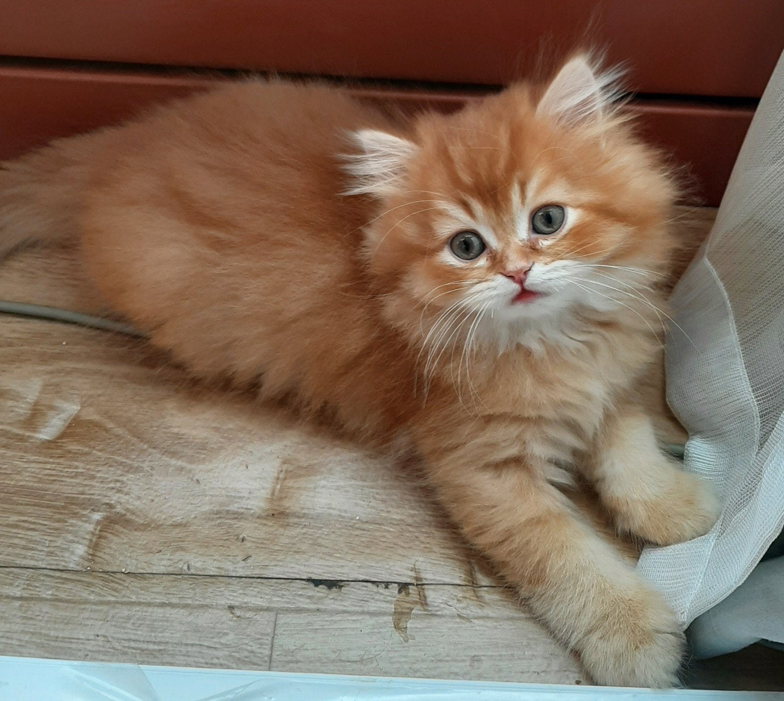 Kittens langhaar&korthaar