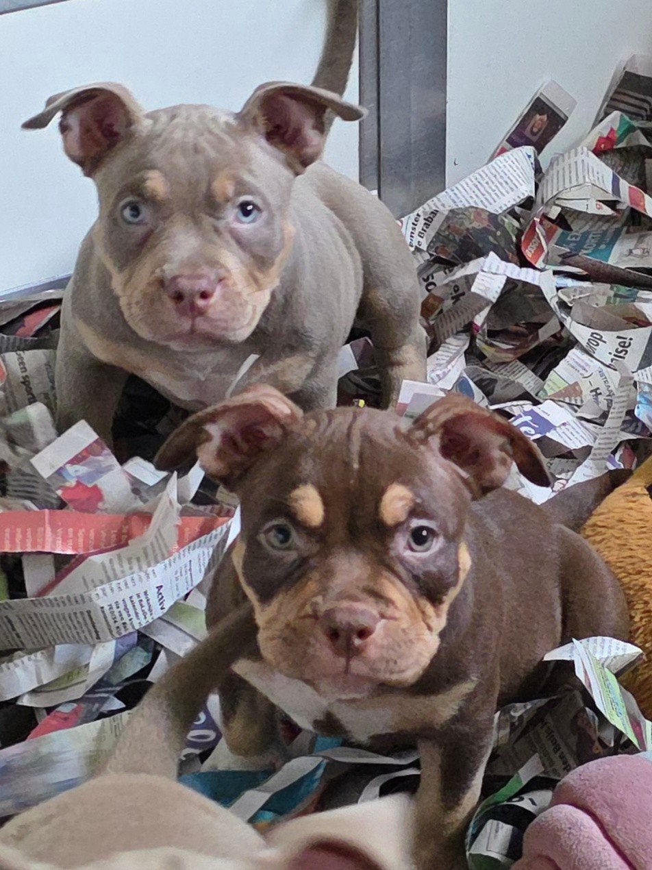 American bully  pocket 9 weken van Gr Ch Big Bounty x noah., Overige rassen, 8 tot 15 weken, Meerdere, Meerdere dieren