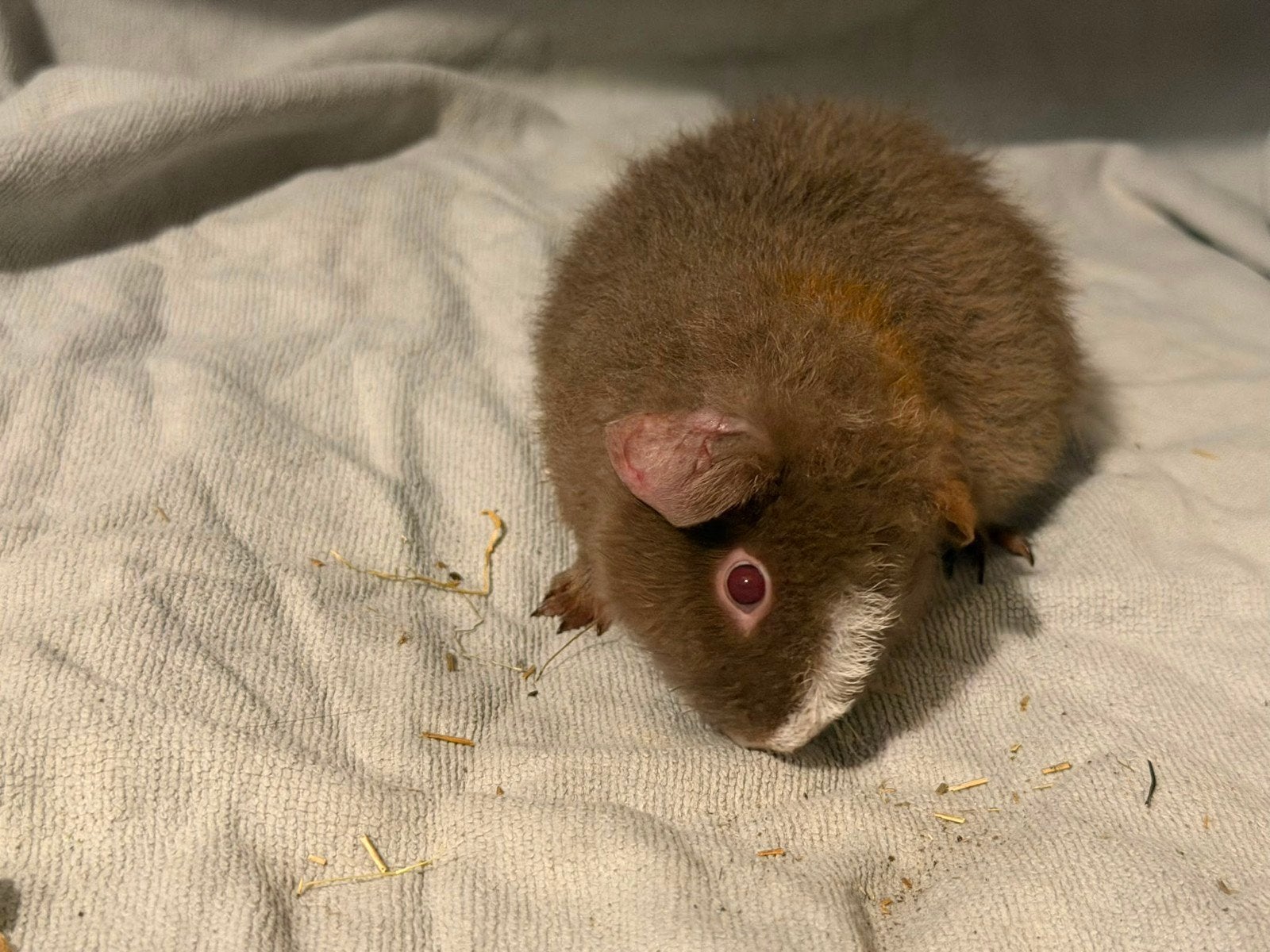 Cavia beertje, Dieren en Toebehoren, Cavia, Mannelijk, Mei, Tam