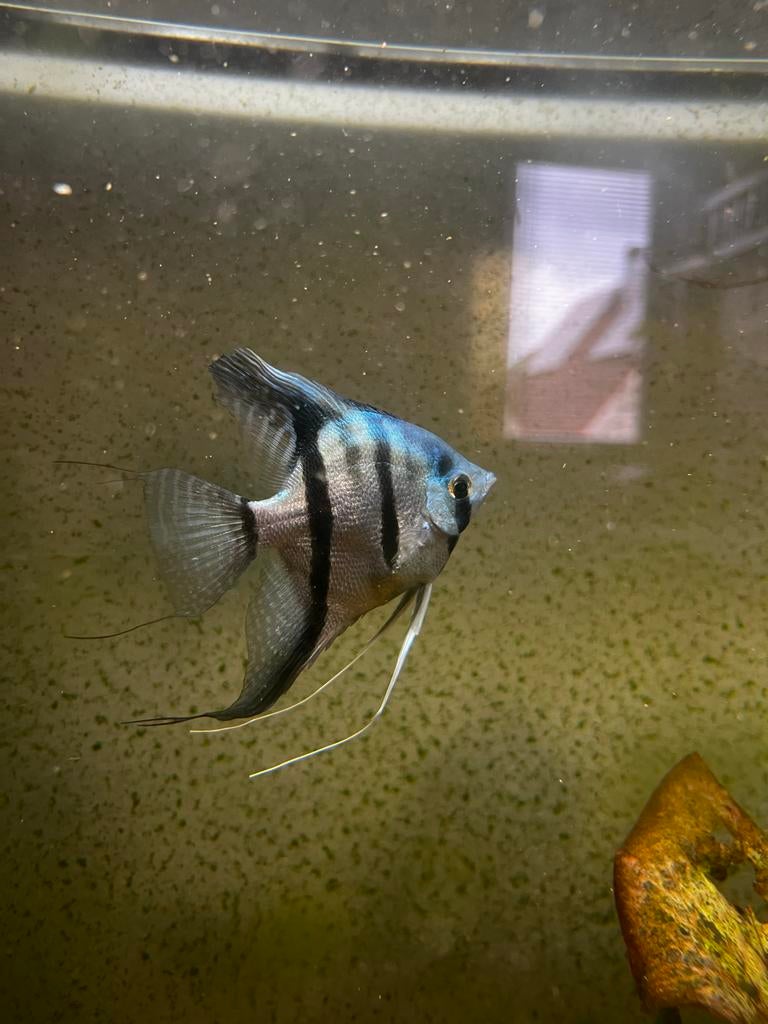 4 Pterophyllum scalare Blue shine maanvissen, Dieren en Toebehoren, Vis