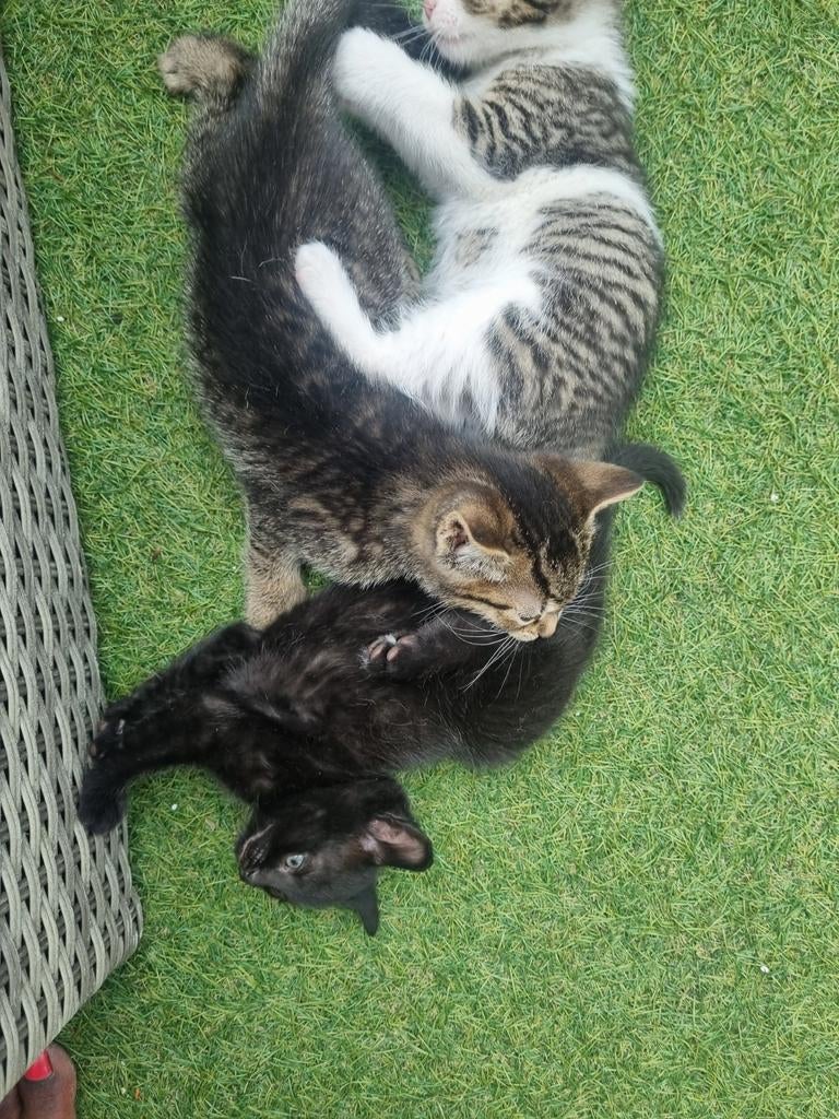 Kittens, Kater