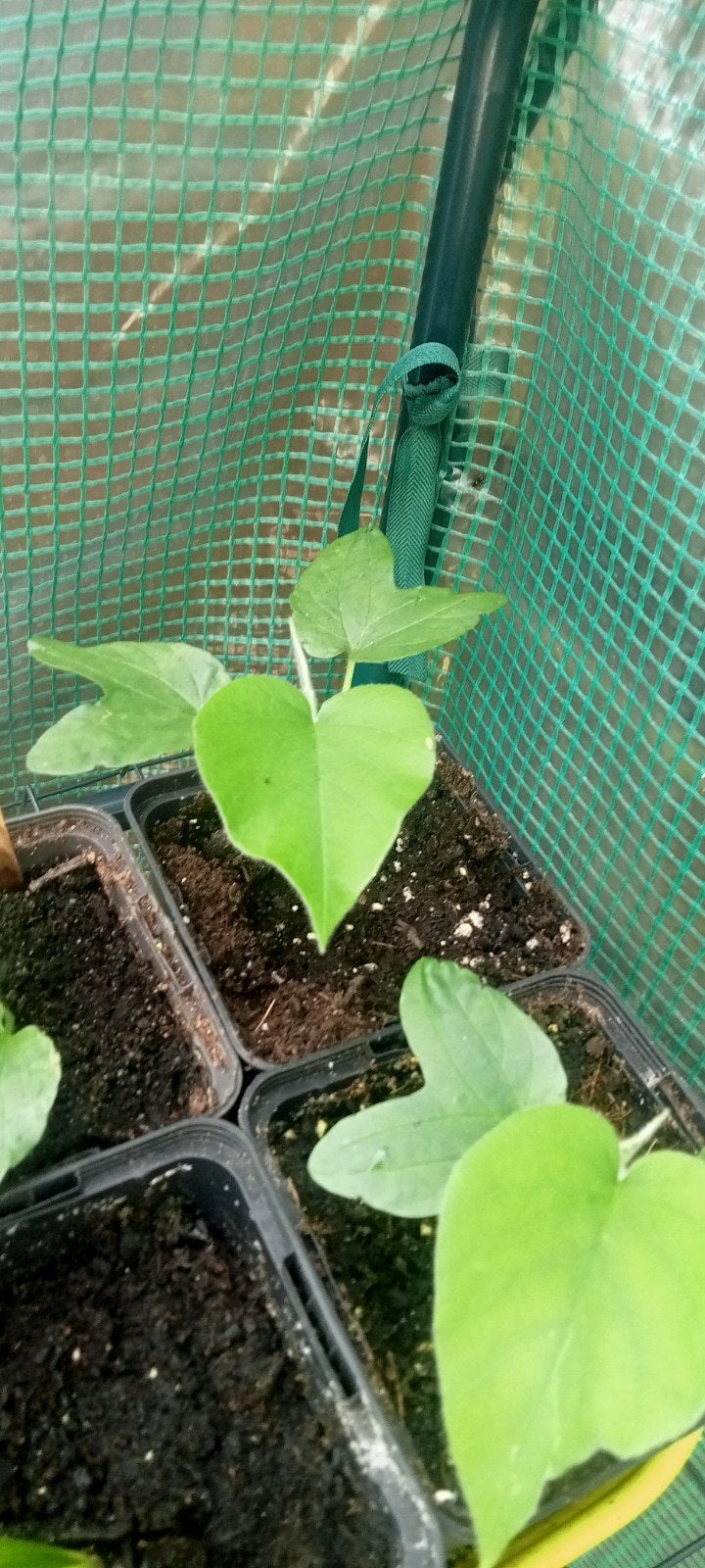 Argyreia nervosa (Madagascar) - Hawaiian Baby Woodrose plant, Vaste plant, Ophalen of Verzenden, Halfschaduw, Klimplanten