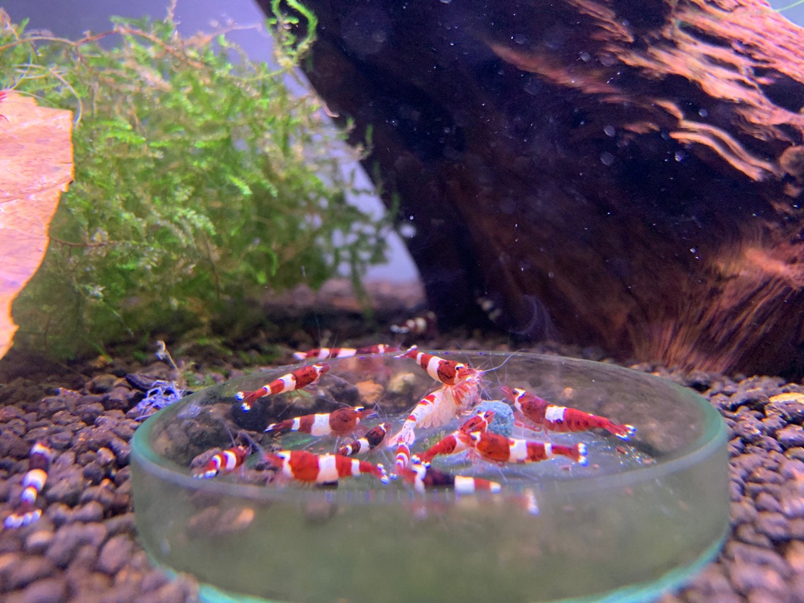 Red wine / Red ruby garnalen, Dieren en Toebehoren, Kreeft, Krab of Garnaal, Zoetwatervis, Schoolvis