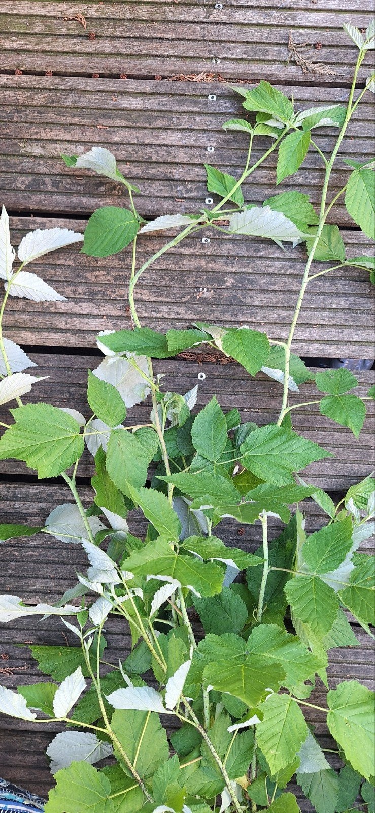 Frambozenplant stekjes - Verse Rubus idaeus stekken, Tuin en Terras, Planten | Tuinplanten, Ophalen, Vaste plant, Halfschaduw