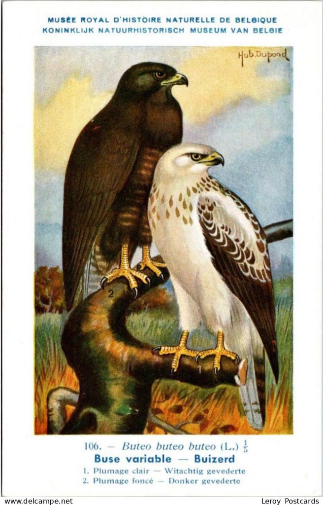 Buizerd / Buzzard – Nº 106 – (KBIN / IRSNB), Verzenden, 1940 tot 1960, Ongelopen, Vogel