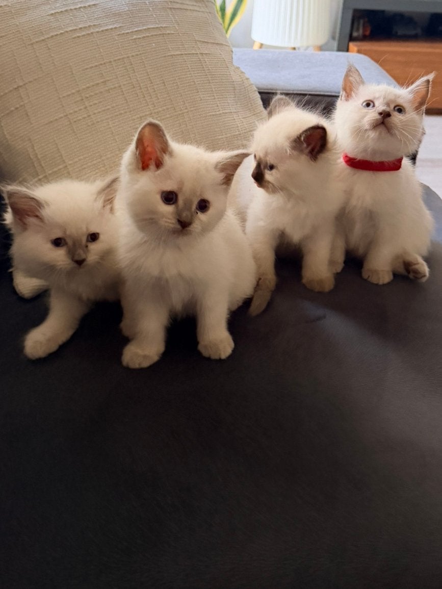Baby Ragdoll kittens 2 langhaar 2 korthaar, Meerdere dieren, Met stamboom