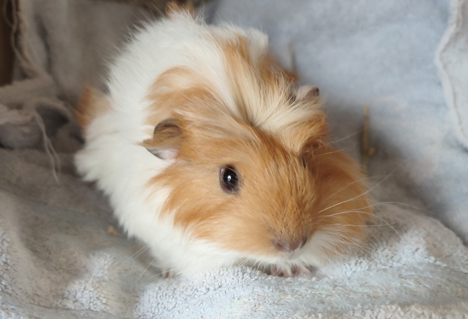 Jonge zachte pluizige cavia beertjes en een teddy, Dieren en Toebehoren, Knaagdieren, Maart, Mannelijk, Cavia