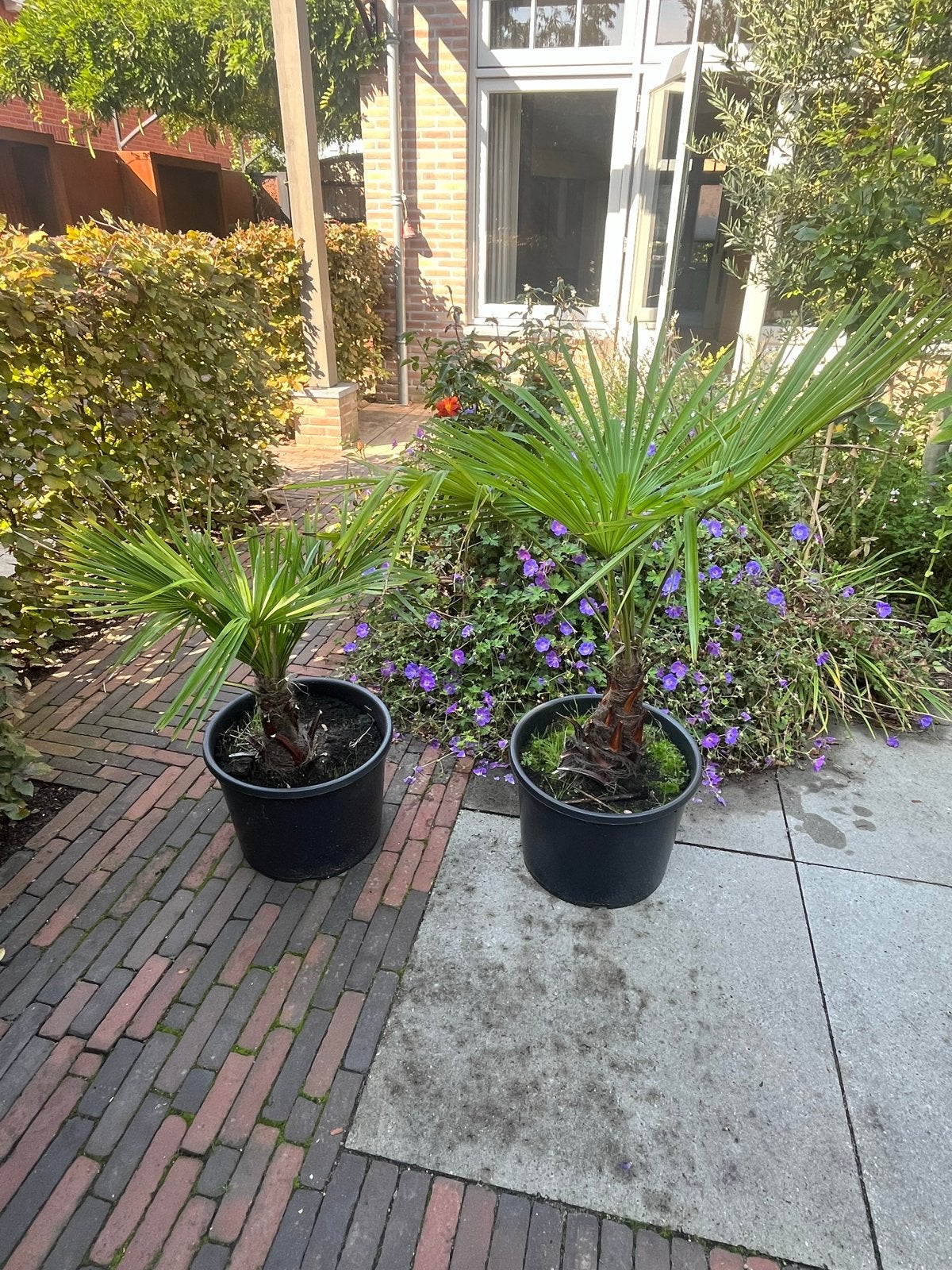 Twee winterharde Trachycarpus Fortunei palmbomen, Overige soorten, Volle zon, Vaste plant, Ophalen of Verzenden
