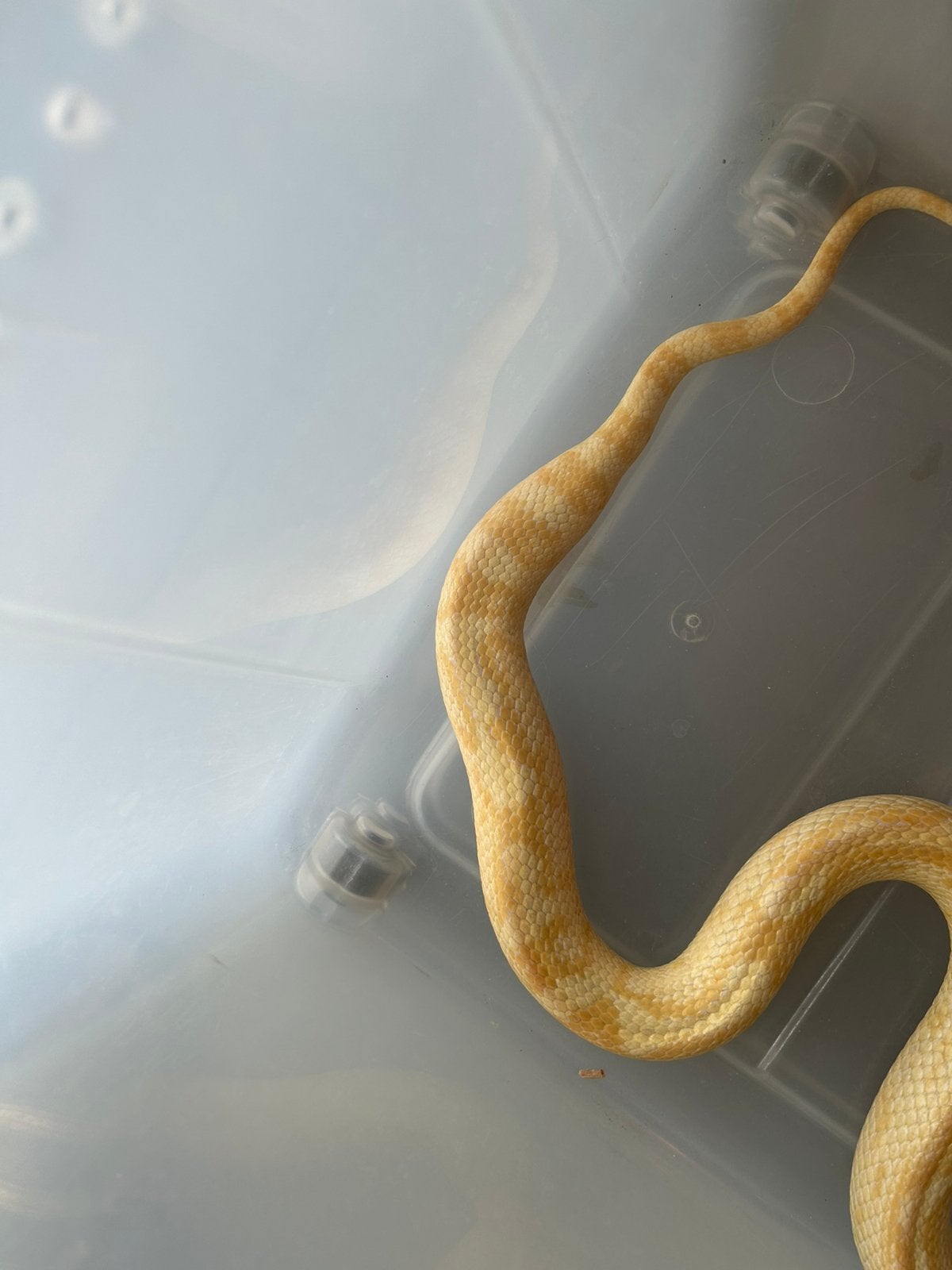 Korenslang te koop Corn Snake photo 4