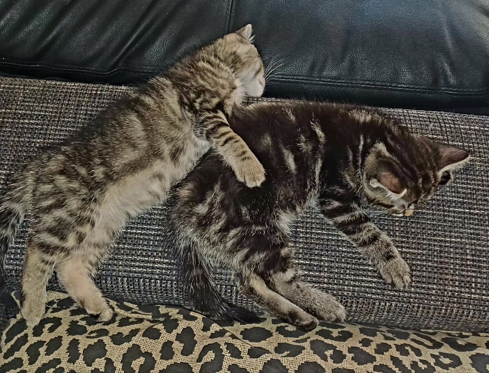kittens bengaal x Perzische samen, Kater, Ontwormd