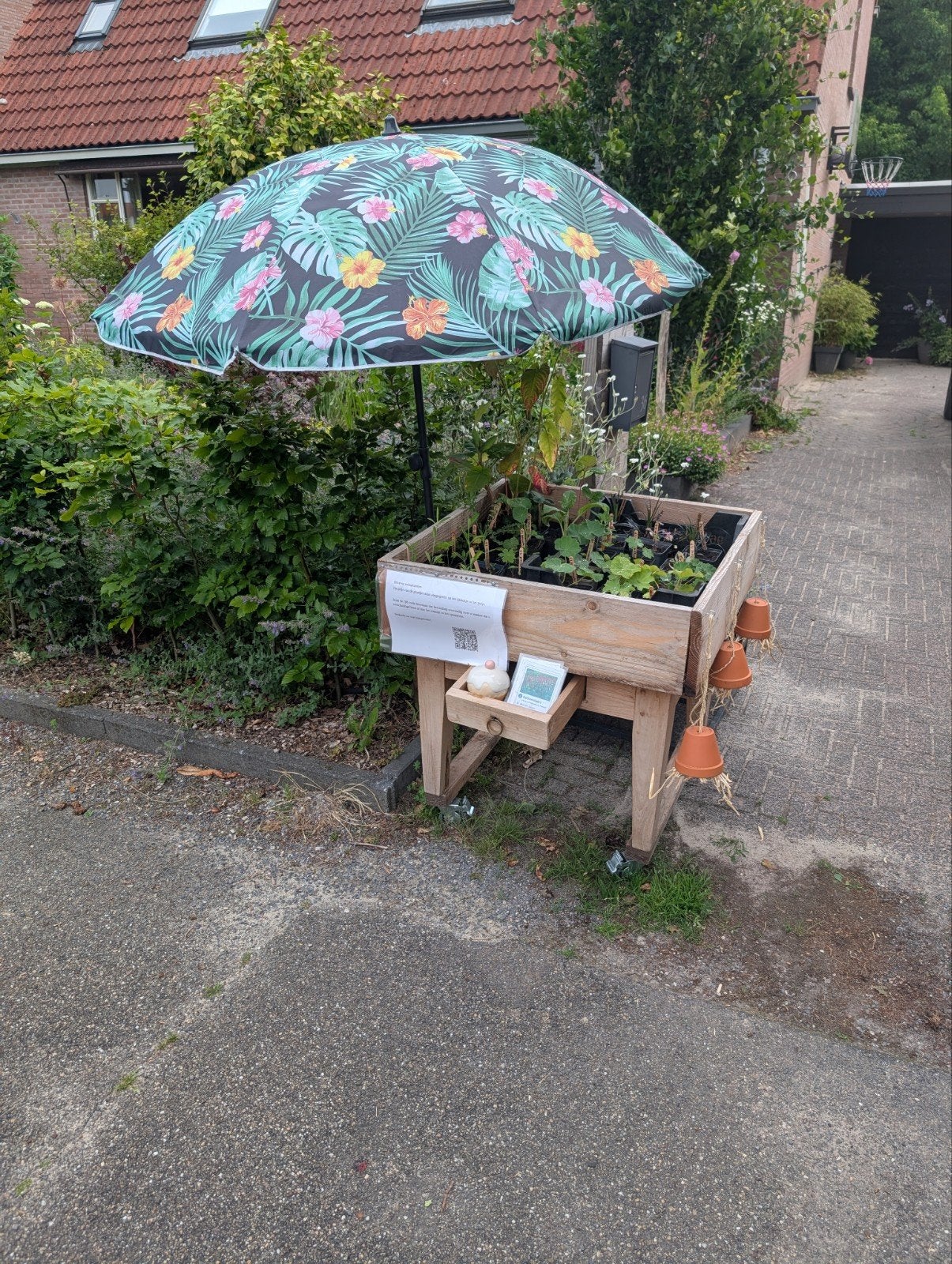 Leuke plantjes verkoop aan de weg ( ook pompoen, verbena), Tuin en Terras, Planten | Tuinplanten, Ophalen, Overige soorten, Volle zon