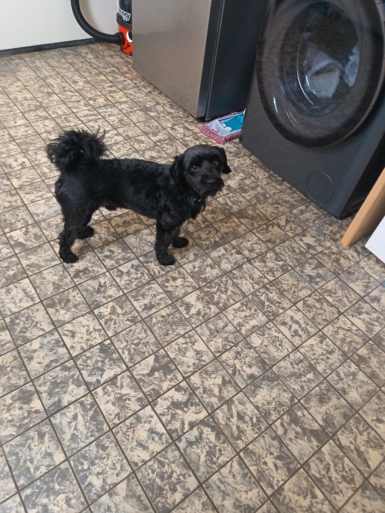 Boomer, Eén hond, 3 tot 5 jaar, Nederland, Particulier