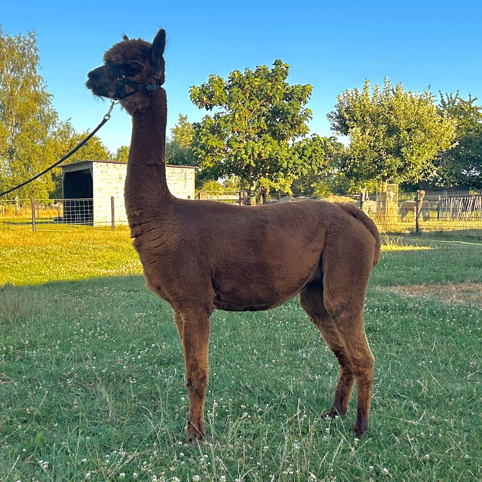 Drachtige alpaca merrie, Mei, Vrouwelijk