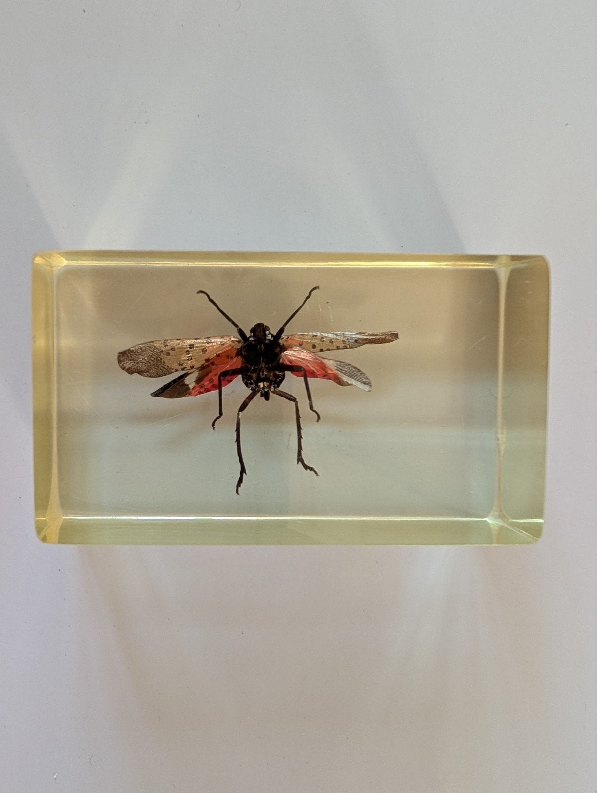 Insect in hars, Ophalen of Verzenden, Gebruikt, Beeldje of Figuurtje