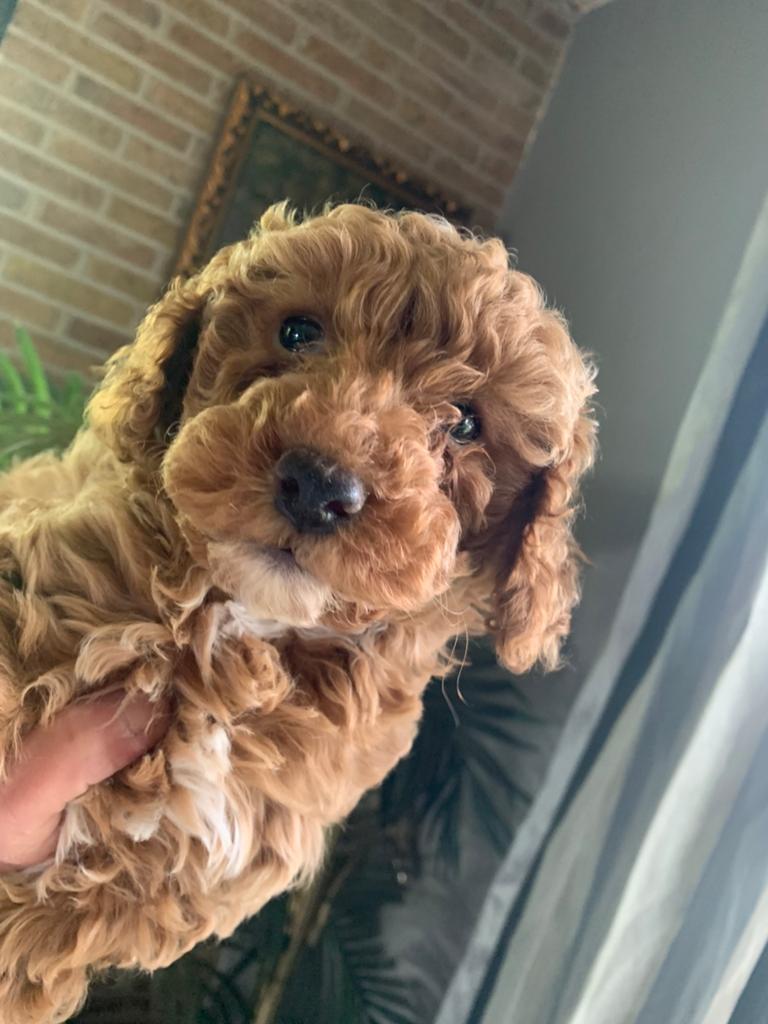 Schitterende Mini Doodle x Maltipoo pups, Dieren en Toebehoren, Honden | Retrievers, Spaniëls en Waterhonden, Meerdere dieren