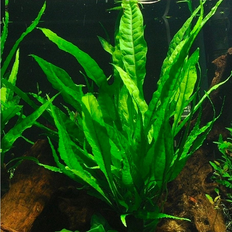 Stekjes Java varen (Microsorum pteropus)., Ophalen of Verzenden, Nieuw, Plant(en), Steen of Hout