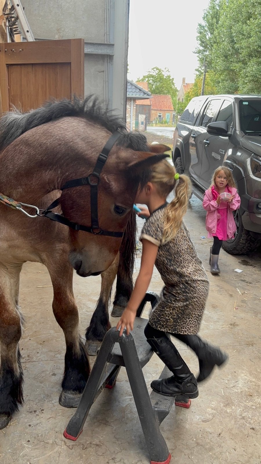 Jaarling hengst, Dieren en Toebehoren, Paarden, Hengst, Minder dan 160 cm, 0 tot 2 jaar