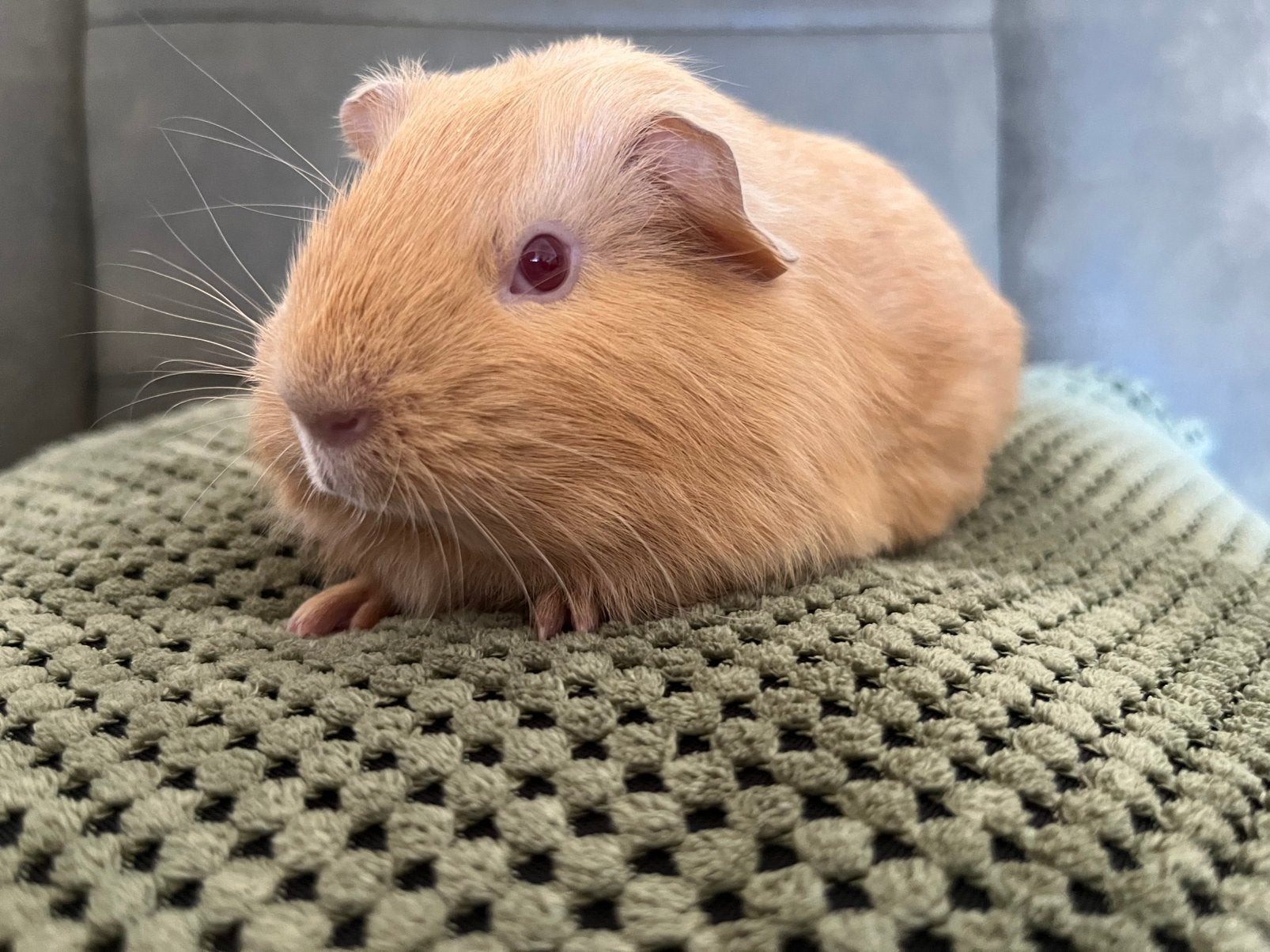 Prachtig jong cavia zeugje creme kleur, Dieren en Toebehoren, Cavia, Augustus, Vrouwelijk, Tam