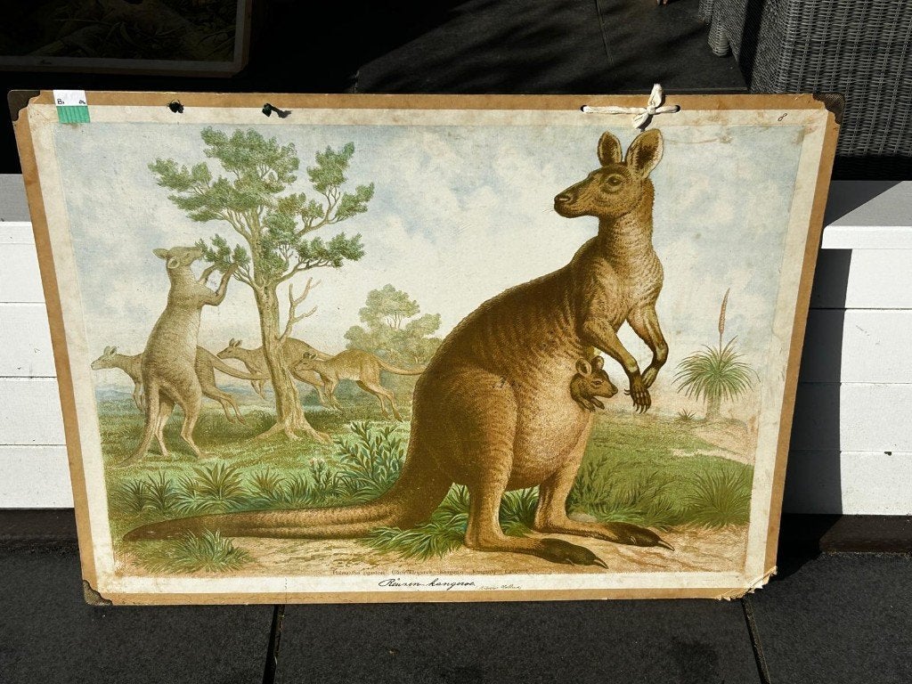 Kangoeroe, Antiek en Kunst, Antiek | Schoolplaten, Ophalen of Verzenden, Natuur en Biologie