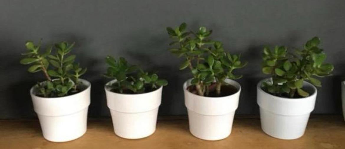 Witte vintage bloempotten bio kamerplanten Crassula Ovata, Rond, Binnen, Ophalen of Verzenden, Zo goed als nieuw
