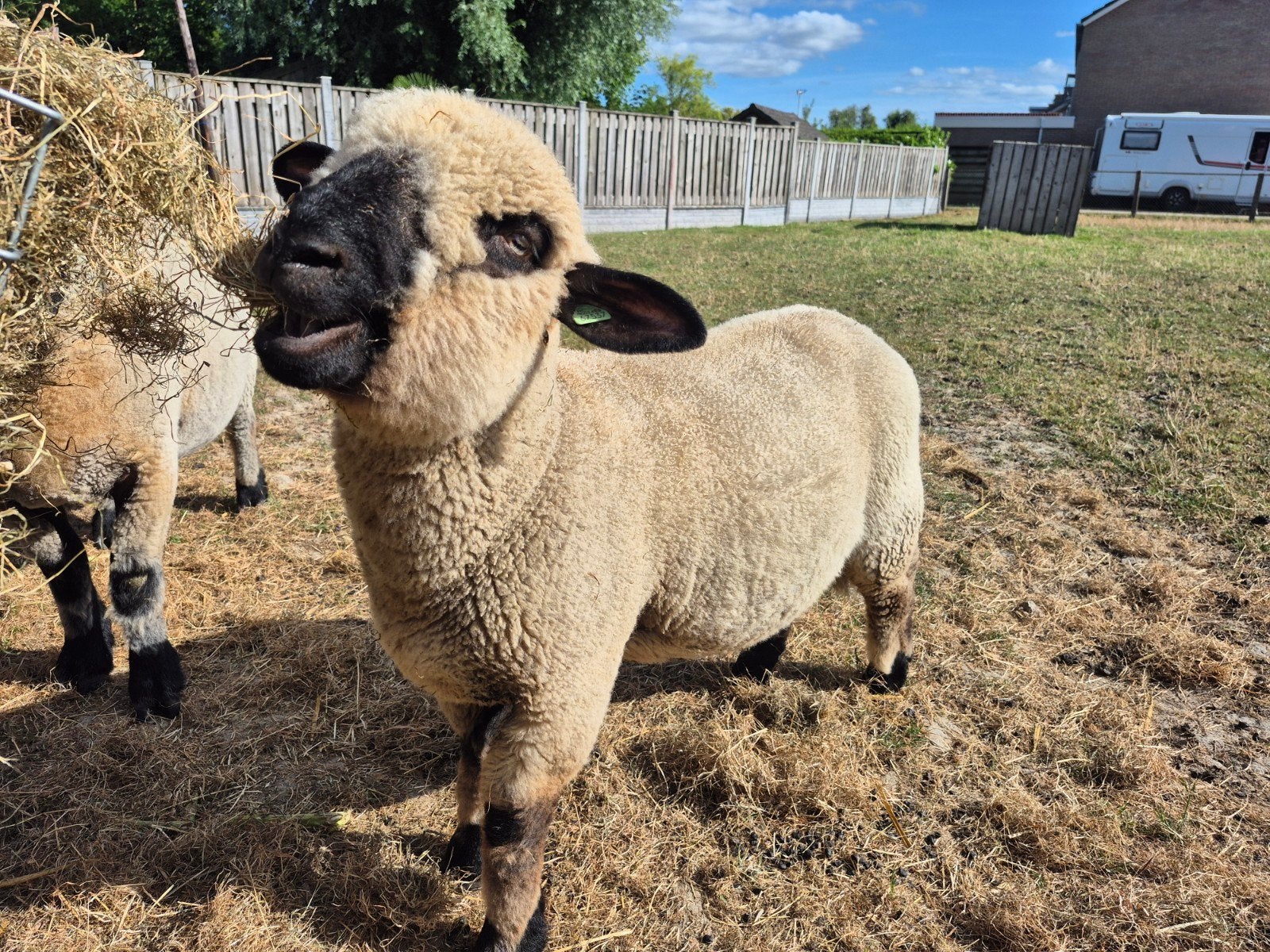 te koop Hampshire down Ram, Mannelijk, Schaap, 0 tot 2 jaar